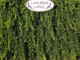 Lavender's Lodge Otel