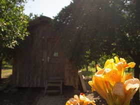 Saban Tree Houses