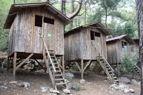 Saban Tree Houses