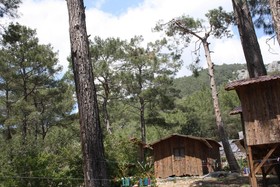 Saban Tree Houses