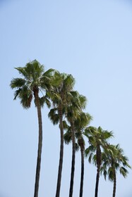 Acanthus Cennet Barut Collection
