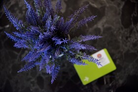 Acanthus Cennet Barut Collection