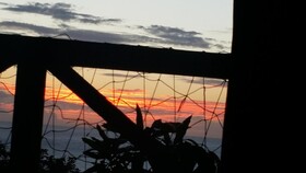 Cottage Mango