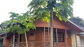 Cottage Mango