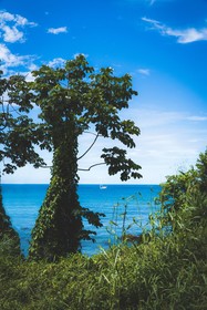 Mount Irvine Bay Resort