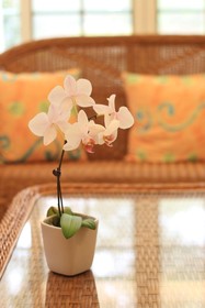 Malia Homestay