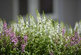 Caffir Garden