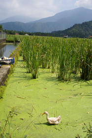 Country Breeze Homestay House