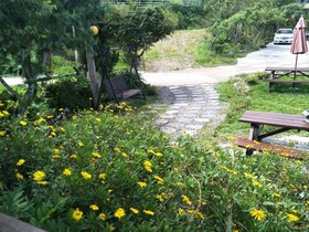 Flower and Star Garden