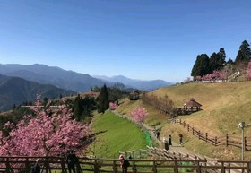 Flower and Star Garden