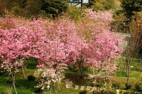 Liching Garden Villa