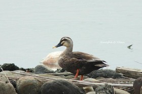 Waterbirds Family