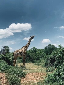 Tembe Home