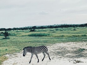 Tembe Home