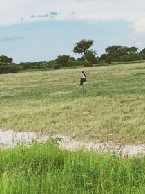 Tembe Home