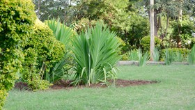 Kili-konka