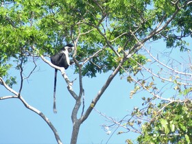 Wami River Bush Retreat - Kisampa