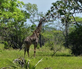 Wami River Bush Retreat - Kisampa