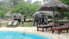 Africa Safari Selous