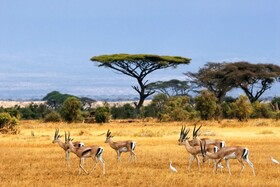 Africa Safari Selous