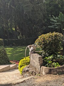 Mvuli Hotel