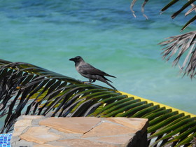 Pearl Beach by Sansi