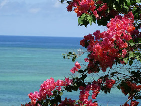 Pearl Beach by Sansi