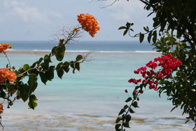 Pearl Beach by Sansi