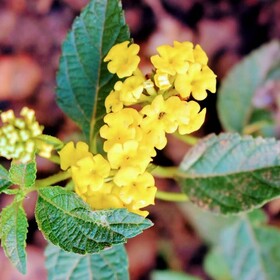 Mahali Bed and Breakfast