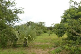 Twiga Tales Safari