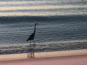 Dream Catcher by Youngs Suncoast