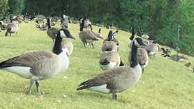 Wingate by Wyndham Montgomery