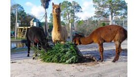 SunSwept by Hosteeva