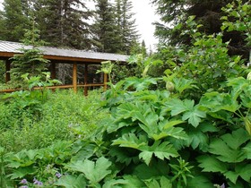 Bear Paw Adventure