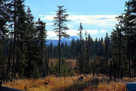 Bear Paw Adventure