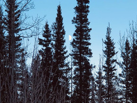 Wrangell Mountain Lodge