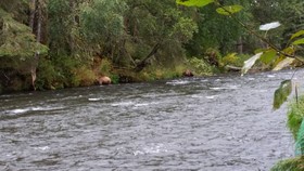Gwin's Lodge and Restaurant