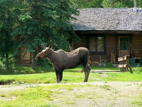 Chena Hot Springs Resort