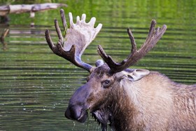 Chena Hot Springs Resort