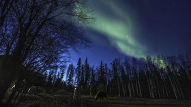 Fairbanks Moose Manor Bed And Breakfast