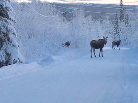 Fairbanks Moose Manor Bed And Breakfast