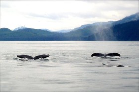 Wild Alaska Inn