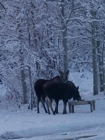 Denali Touch of Wilderness Bed and Breakfast Inn