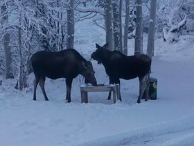 Denali Touch of Wilderness Bed and Breakfast Inn