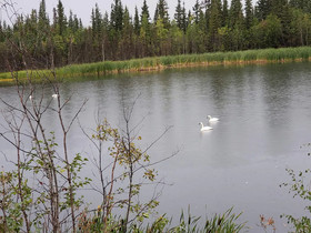 Denali Wild Stay