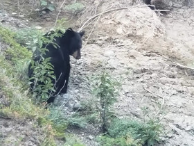 Denali Wild Stay