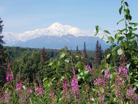 Denali Wild Stay