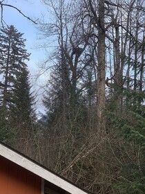 Bear Bottoms at Salmon Creek