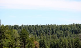 Motel in the Pines