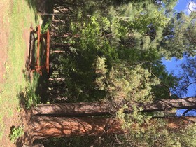 Junipine Resort